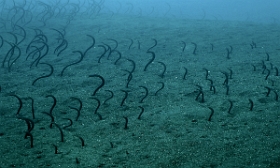 Bali 2016 - Barnes garden eel - Gorgasia bamesi - IMG_5897_rc